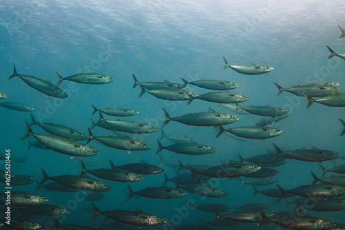 Obraz na płótnie A school of Blue Mackerel (Scomber australasicus) - shot while scuba diving at T