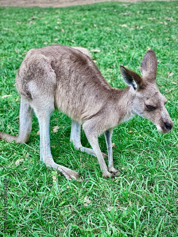 Kangaroo Standing on Grass in Natural Setting – Australian Wildlife Kangaroo Standing on Grass in Natural Setting – Australian Wildlife