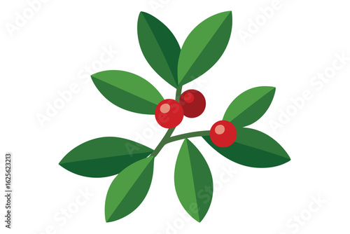 realistic mistletoe cluster with shadowed leaves  (1).eps