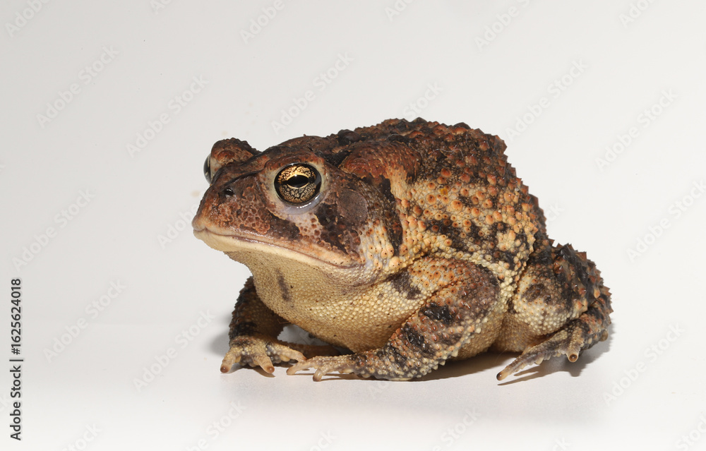 Fototapeta premium Southern Toad (Anaxyrus terrestris / Bufo terrestris) from South Carolina, sitting in a hunched posture on a white background