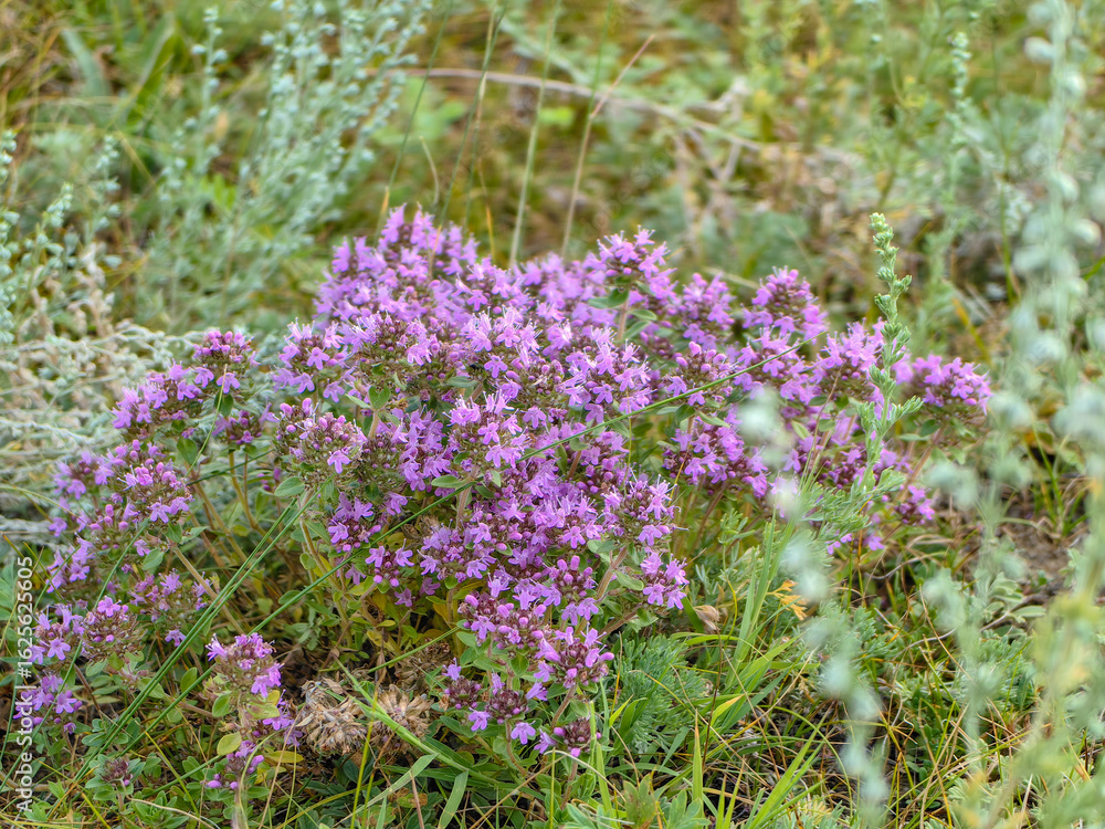 A cluster of vibrant purple thyme flowers blooming in a field setting. A cluster of vibrant purple thyme flowers blooming in a field setting.