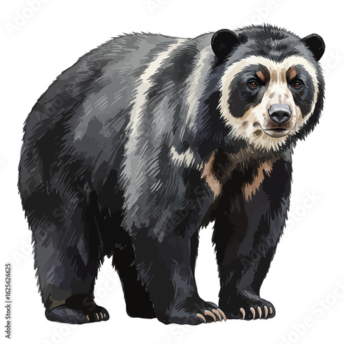 Detailed Spectacled Bear Andean Wildlife Mammal Isolated On White Background