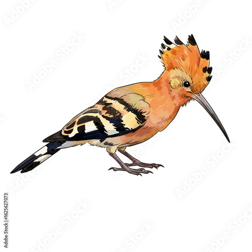 Hoopoe bird illustration isolated white background colorful wildlife artwork