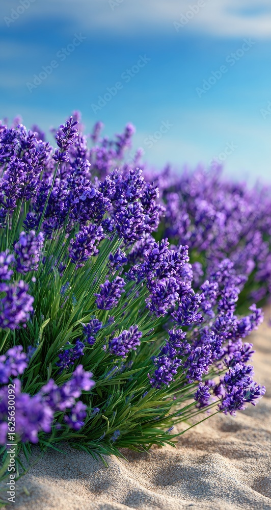 Obraz premium Vibrant lavender field under a clear sky