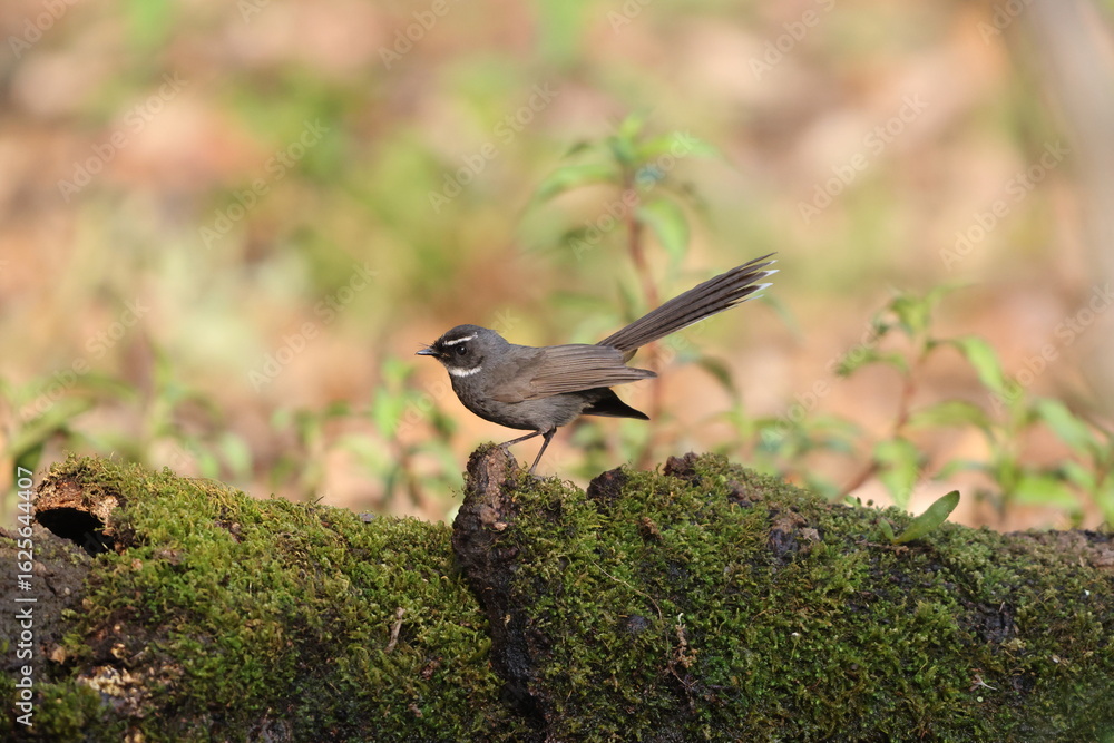 Obraz premium The white-throated fantail (Rhipidura albicollis albicollis) is a small passerine bird.This photo was taken in North India.