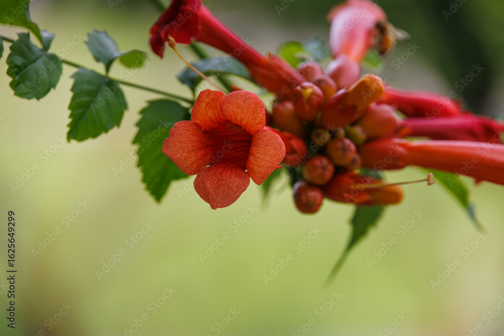 Close-up of a vibrant red-orange trumpet flower with buds and green leaves, captured in a garden setting. Perfect for illustrating nature, flora, seasons, gardening, and botanical concepts. Close-up of a vibrant red-orange trumpet flower with buds and green leaves, captured in a garden setting. Perfect for illustrating nature, flora, seasons, gardening, and botanical concepts.