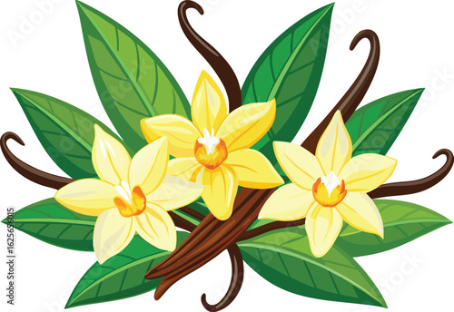 Vanilla bean flowers and pods silhouette isolated on transparent background