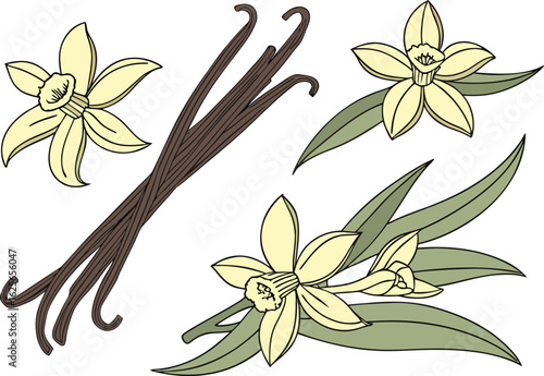 Vanilla bean pods and flowers silhouette isolated on transparent background