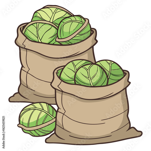 Two burlap sacks hold fresh green cabbages, plus one loose cabbage on white