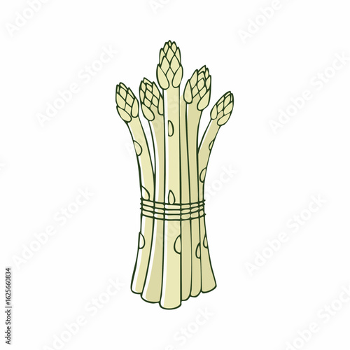 Illustration of fresh green asparagus tied together isolated on a white background
