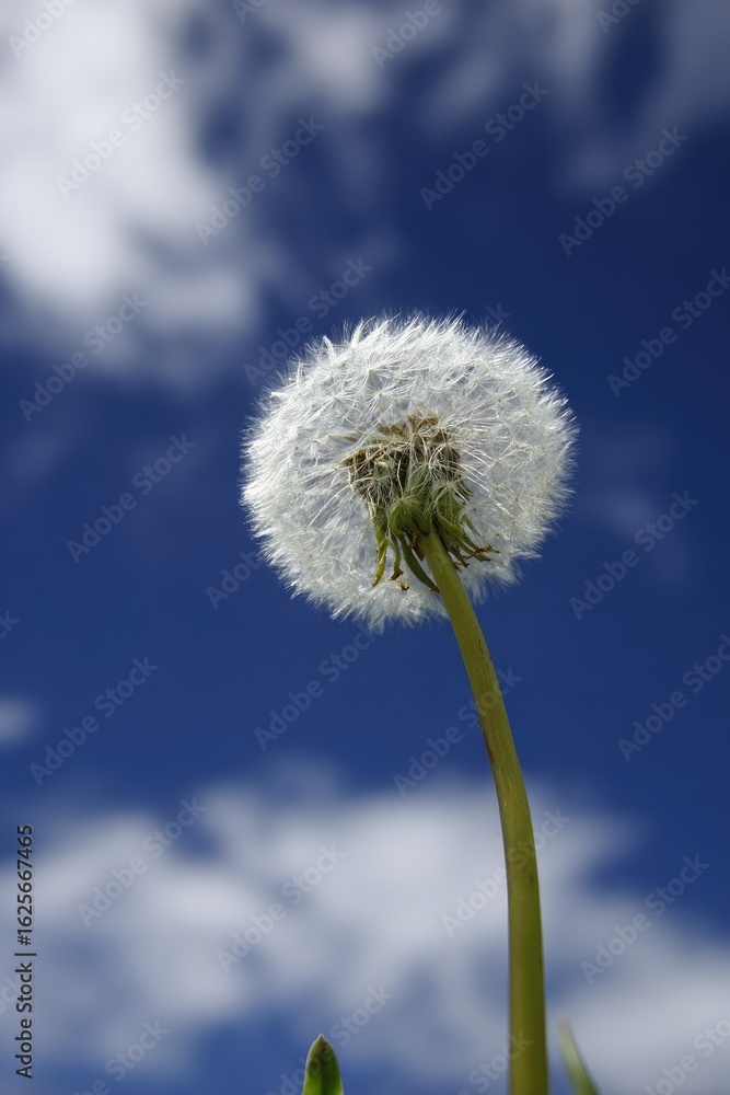 Fluffy dandelion seed head against a vibrant blue sky (1) Fluffy dandelion seed head against a vibrant blue sky (1)