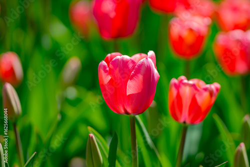 Bunch of red tulips. Close up spring flowers. Amazing red pink tulips blooming in garden. Tulip flower plants landscape. Spring blossom background. Spring blossom red and green background.