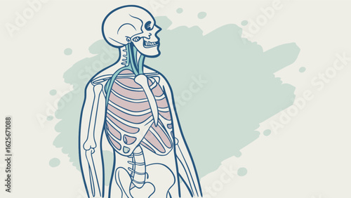 Human skeleton anatomy illustration with veins and organs medical educational chart detailed study guide