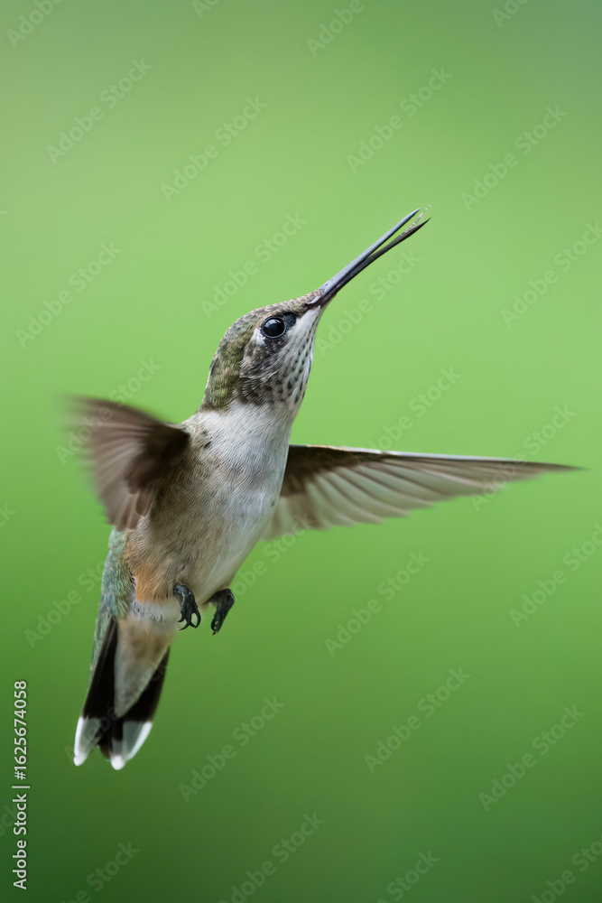 Fototapeta premium Female ruby-throated hummingbird in flight with mouth open