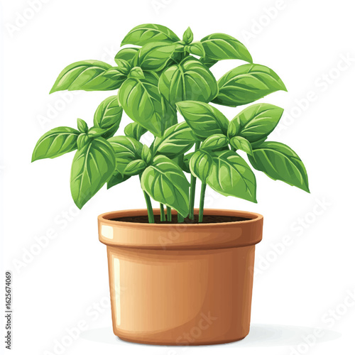 a basil plant