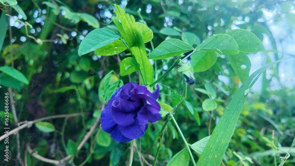 Obraz premium Close-up of a blooming deep purple butterfly pea flower surrounded by green leaves in a natural garden. Represents herbal plants, edible flowers, organic farming, and traditional natural remedies.