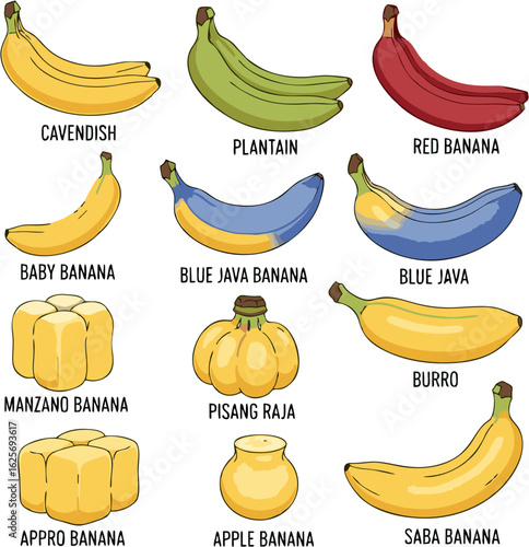 Exotic Banana Varieties Exploring Cavendish, Plantain, Java, Apple and More