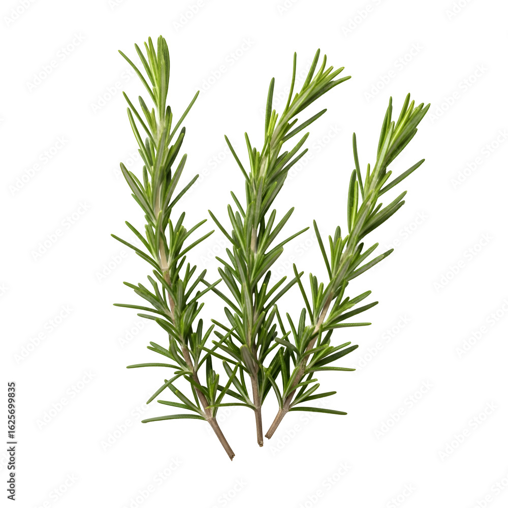 Fototapeta premium Rosemary Sprigs: Fresh Herbs with Transparent Background, Ideal for Culinary and Design Projects.