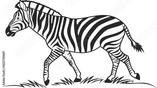 A zebra with black and white stripes walking on grass in a black and white vector illustration