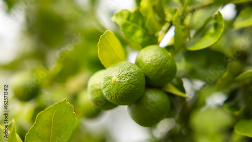 Wallpaper Mural Fresh limes growing on a tree in daylight Torontodigital.ca