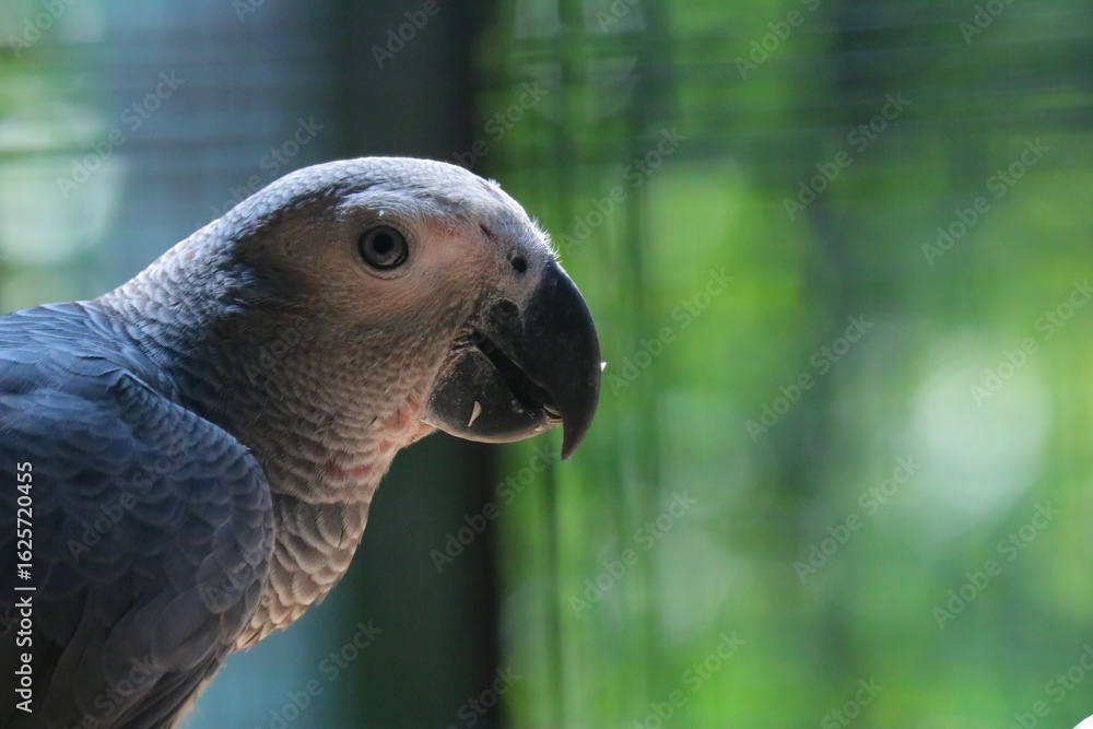 Fototapeta premium portrait of a blue parrot