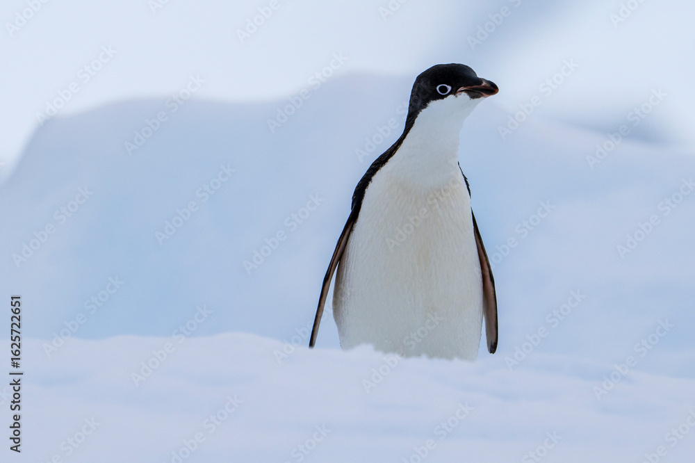 Obraz premium Adelie penguin on iceberg in antarctica