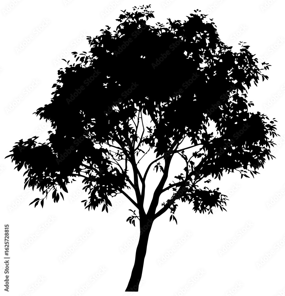 Obraz premium Silhouette of eucalyptus tree element