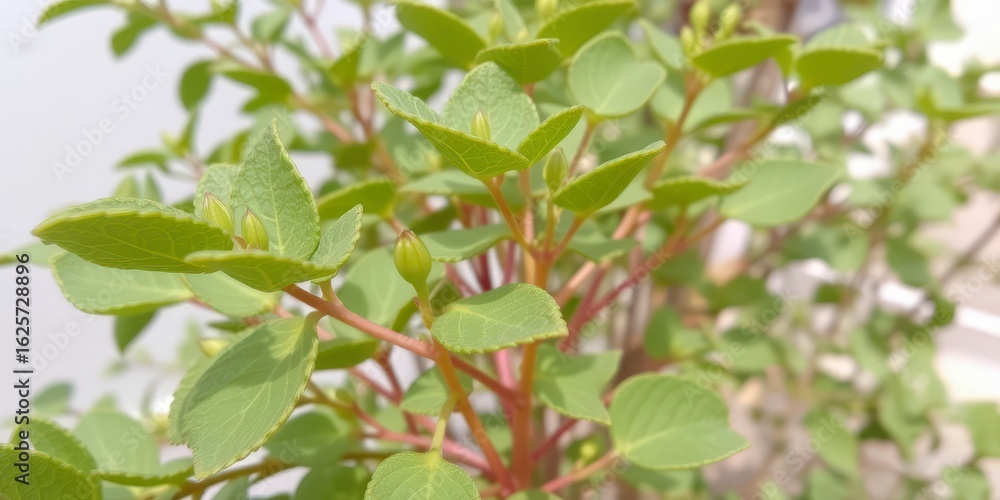 Lush green foliage with red stems Lush green foliage with red stems