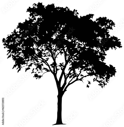 Eucalyptus tree silhouette drawing