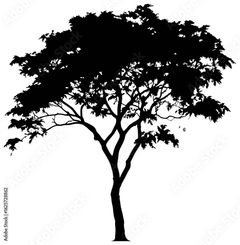 Silhouette of eucalyptus tree element