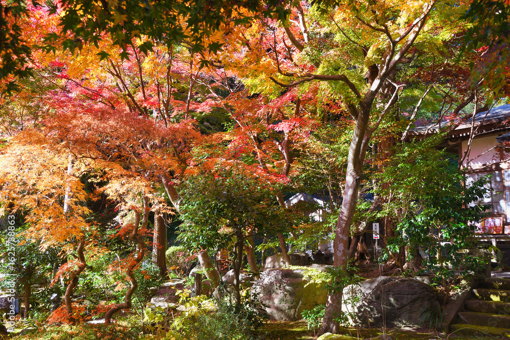 Naklejka premium 鎌倉 覚園寺の美しいモミジ(もみじ)の紅葉(日本神奈川県鎌倉市)Beautiful autumn leaves of maple at Kakuonji Temple in Kamakura (Kamakura, Kanagawa Prefecture, Japan)