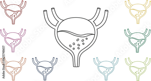 Colorful bladder illustrations arranged on a white background view