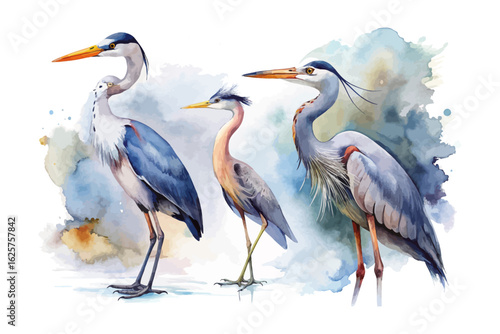 set of watercolor Heron vector illustration isolated on white background