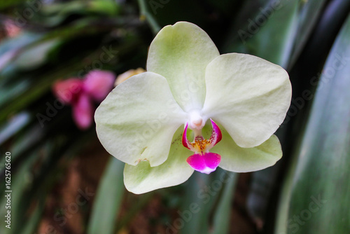 pink and white orchid in the garden