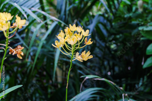 yellow flowers in the garden
