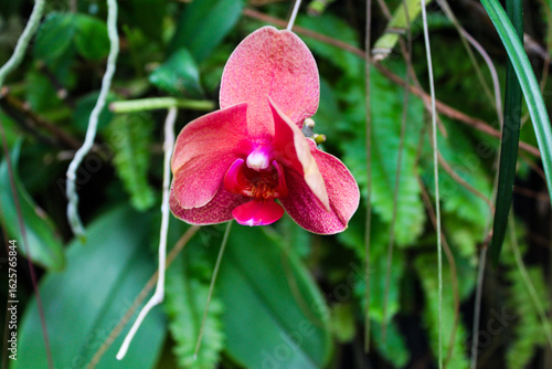 pink  orchid flower in the garden