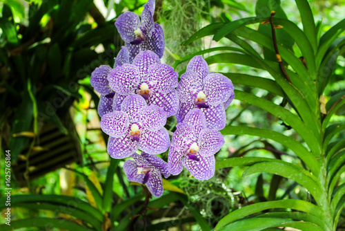 purple orchid flowers in the garden