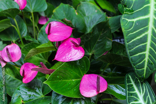 Pink flowers
