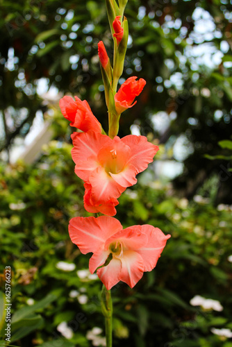 Orange flower in the garden