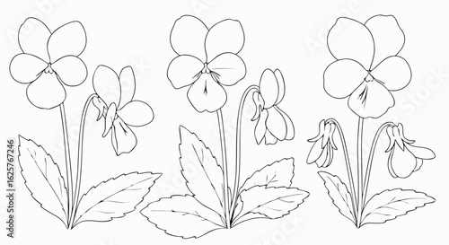 Elegant violet flower outlines: a delicate floral design for artistic projects and creative coloring activities