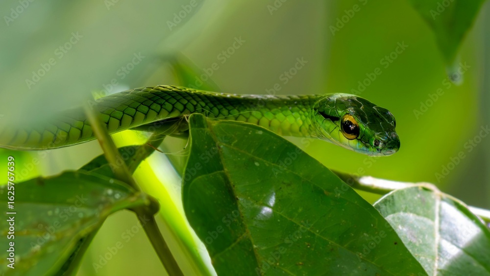 green lit snake green lit snake