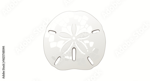 White sand dollar sea biscuit with radial symmetry pattern on a light backdrop