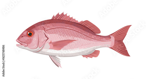Illustration of a snapper fish with detailed scales and vibrant red coloration, depicted against a clear white background in a vector graphic format