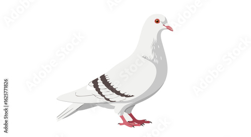 Elegant White Pigeon Illustration with Soft Shadows on Clean White Background Composition