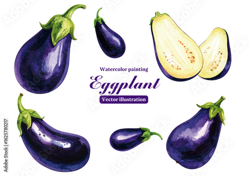 Watercolor painting eggplant with white background Vector illustration