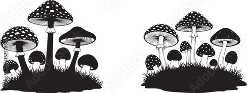 A Vector art of a group of fly agaric mushrooms with spotted caps isolated on white background, a poisonous toadstool often found in forests isolated on white background