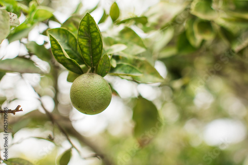 Wallpaper Mural Bright Green Closeup Lime Tree with citrus fruit growing in Florida with a blur Torontodigital.ca