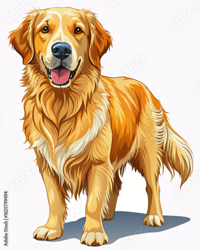 golden retriever ,  Full body ,white background