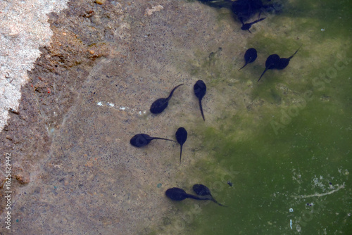 Wallpaper Mural A group of black tadpoles swimming in water Torontodigital.ca
