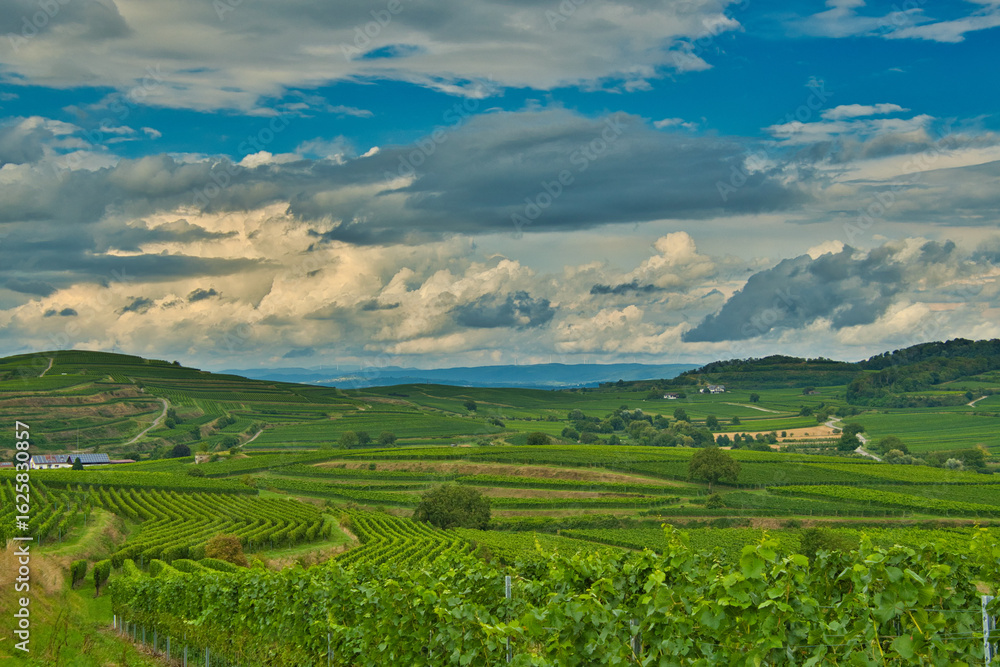 Fototapeta premium Landschaft bei Burkheim im Kaiserstuhl